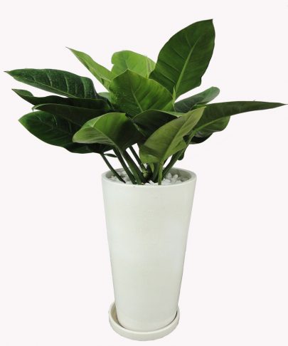 Những loại cây xanh trồng trong nhà đẹp và mang đến tài lộc